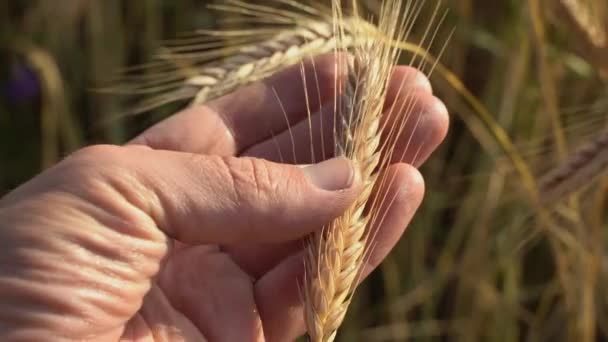 Weizenfeld Auf Bauernhof Die Natur Erntet Getreide Der Ländlichen Sommerlandschaft — Stockvideo
