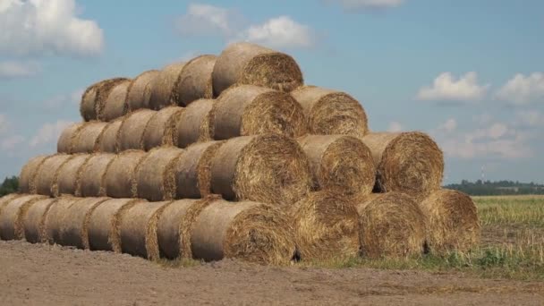 Harvest Straw Hay Agricultural Field Summer Rural Landscape Hay Straw — Stock Video