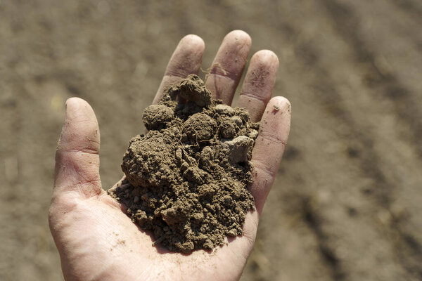 Soil in hand. Fertile land in the hands of a farmer on the field. High quality photo