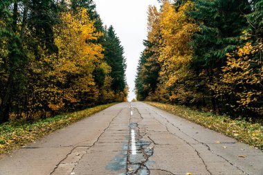 Sonbahar ormanında yol. Ekim sonbahar doğası renkli bir ormanın ortasındaki bir otoyolda. Yüksek kalite fotoğraf