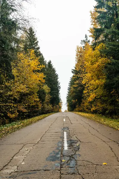 Sonbahar ormanında yol. Ekim sonbahar doğası renkli bir ormanın ortasındaki bir otoyolda. Yüksek kalite fotoğraf