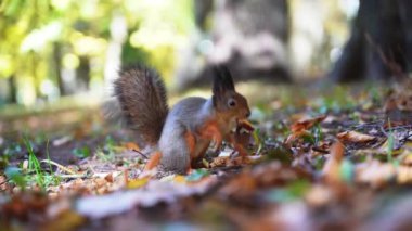 Bir sincap sonbaharda ormanda fındık yer. Vahşi, tüylü Avrupalı sincap doğada. Yüksek kaliteli FullHD görüntüler