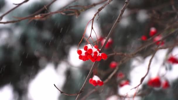 冬の森で雪が降る 12月の雪の天気 冬の自然とローワンツリー 高品質のフルHd映像 — ストック動画