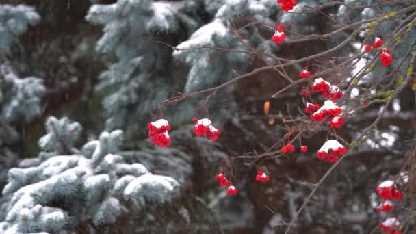 Sneeuw Het Bos Winter Sneeuwig Weer December Natuur Zwanenbomen Winter — Stockvideo