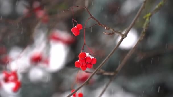Snöfall Skogen Vintern Snöigt Väder December Natur Och Rönn Träd — Stockvideo
