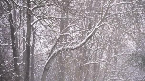 Снігопад Лісі Взимку Сніжна Погода Грудні Природа Дерева Взимку Високоякісні — стокове відео