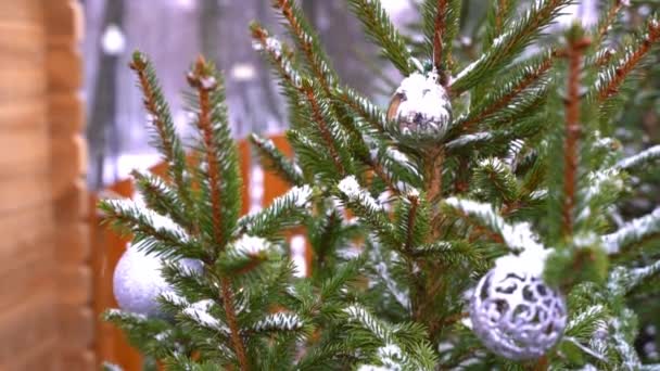 クリスマスツリーの苗 冬のホリデーマーケットでクリスマスツリー 高品質のフルHd映像 — ストック動画