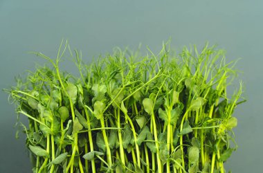 Bezelye filizi. Tarım ve sebze yetiştirme. Yüksek kalite fotoğraf