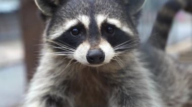 Rakun. Hayvan rakun yakından bakıyor. Yüksek kaliteli FullHD görüntüler