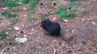 Nutria coypu doğada yemek yiyor. Vahşi fındıklı coypu. Yüksek kaliteli FullHD görüntüler