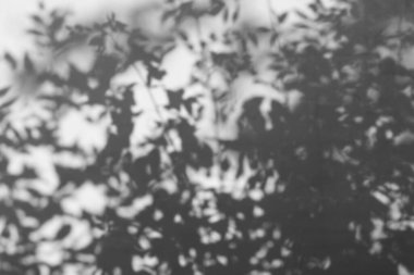 Duvardaki bir ağacın gölgesi. Yaprakların gölgeleri beyaz tuğla bir duvarda güneş ışığında sallanıyor. Gölge örtüsü etkisi. Yüksek kalite fotoğraf