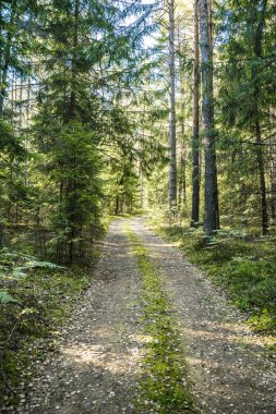 Orman kiri yolu. Orman ve doğa ve boş yollar. Yüksek kalite fotoğraf