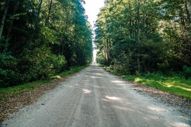 Orman kiri yolu. Orman ve doğa ve boş yollar. Yüksek kalite fotoğraf