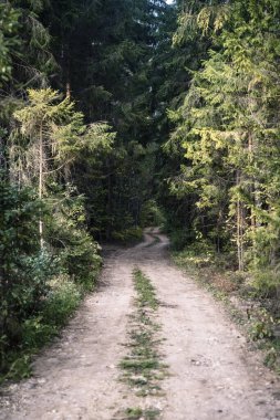 Orman kiri yolu. Orman ve doğa ve boş yollar. Yüksek kalite fotoğraf