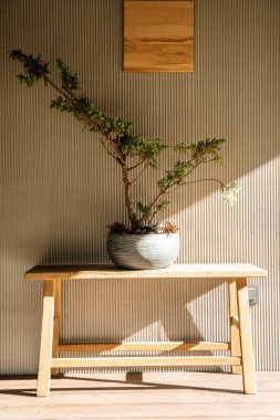 Japon asgari tasarım arka planı. Japon tarzı, iç mimari, tasarım. Bonsai boş bir duvara karşı tencerede bitki yetiştiriyor. Yüksek kalite fotoğraf