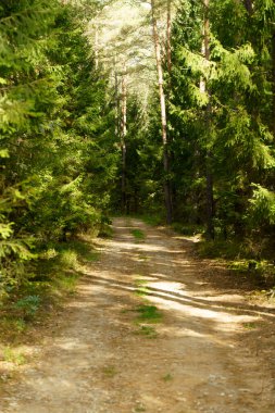 Orman kiri yolu. Orman ve doğa ve boş yollar. Yüksek kalite fotoğraf