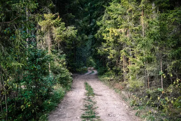 Orman kiri yolu. Orman ve doğa ve boş yollar. Yüksek kalite fotoğraf