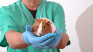 Veteriner doktor klinikte beyaz arka planda evcil bir kobay tutuyor. Veteriner ve hayvan bakımı. Yüksek kaliteli FullHD görüntüler