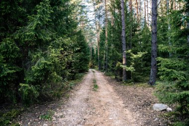 Orman kiri yolu. Orman ve doğa ve boş yollar. Yüksek kalite fotoğraf