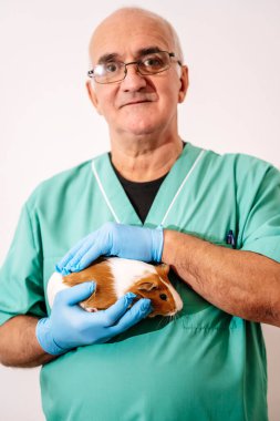 Veterinarian doctor holding pet guinea pig in clinic on empty white background. Veterinary and pet treatment. High quality photo clipart