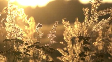 Yaz tarlasında altın güneş ışığı otları. Yüksek kaliteli FullHD görüntüler