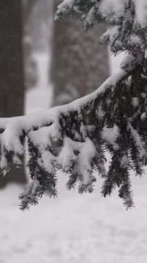 Karlı çam dalları. Yüksek kaliteli FullHD görüntüler