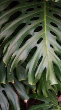 Canavar hareket doğası yeşil bir arkaplan bırakır. Yüksek kaliteli FullHD görüntüler