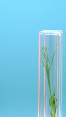 Biyoteknoloji laboratuvarı. Test tüpünde filizlenen bir bitki. Bilimsel laboratuvar ve biyomühendislik. Yüksek kaliteli FullHD görüntüler