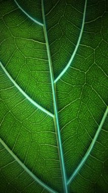 Biyoloji ve doğanın kimyası alanındaki bitkiler ve bilimsel araştırmalar için biyoteknolojiler. Bilimsel verilerle yaşayan yeşil bir yaprak. Organik dijital dikey arka plan. Yüksek kalite