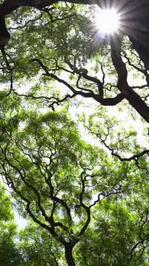Yeşil ağaç kaplama arka planı. Yeşilli, yeşil bir gölgelik. Doğa, çevre kavramı. Dikey video. Yüksek kaliteli FullHD görüntüler