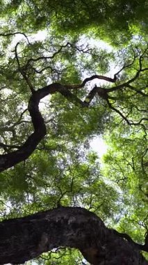 Yeşil ağaç kaplama arka planı. Yeşilli, yeşil bir gölgelik. Doğa, çevre kavramı. Dikey video. Yüksek kaliteli FullHD görüntüler