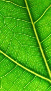 Yeşil yapraklı makro fon. Yaprak dokusu yakın. Biyolojik doğa kavramı. Yüksek kaliteli FullHD görüntüler