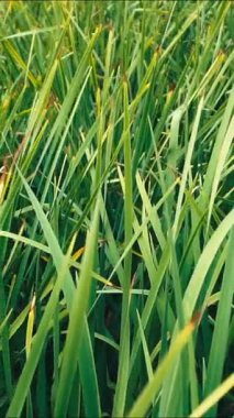 Yeşil çimenler hareket makrosunu kapatır. Doğa yeşili arka plan. Yüksek kaliteli FullHD görüntüler