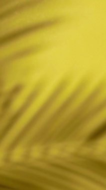 Gölge palmiye yaprağı arka planı. Tropik yaz renklerinde dikey arka plan. - Evet. Yüksek kaliteli FullHD görüntüler