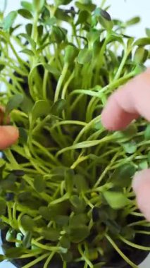 Çiftçilerin elleri ve tarım serasında taze bitki filizleri. Eko biyolojik büyüme konsepti. Yüksek kaliteli FullHD görüntüler