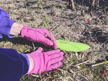 Bahçe ekme eldivenleri. Bahçeye bahar bitkileri ekiyorum. Yüksek kalite fotoğraf