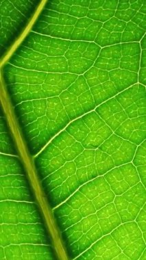 Yeşil yapraklı makro fon. Yaprak dokusu yakın. Biyolojik doğa kavramı. Yüksek kaliteli FullHD görüntüler