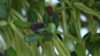 Yeşil bitki filizleri. Çiftçilerin tarım serasında. Eko biyolojik büyüme konsepti. Yüksek kaliteli FullHD görüntüler