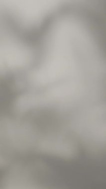 Ağaç yapraklarının gölgeleri ve güneş ışığında beyaz bir duvarda tropikal dallar. Yüksek kaliteli FullHD görüntüler