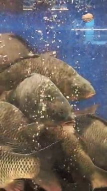 Balık pazarında canlı balık. Süpermarkette satılık bir akvaryumda sazan balığı. Yüksek kaliteli FullHD görüntüler