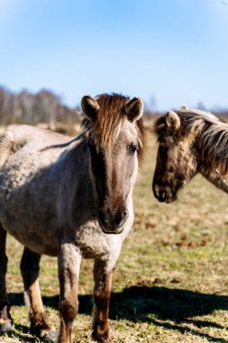 Tarpan atları sürüsü Equus ferus ferus ya da Equus gmelini Naliboki Ormanı 'ndaki el değmemiş çayırlar boyunca özgürce dörtnala koşuyorlar. Bunun için başarılı geri çevirme ve koruma çabalarını sembolize eder