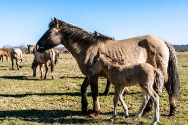 Tarpan atları sürüsü Equus ferus ferus ya da Equus gmelini Naliboki Ormanı 'ndaki el değmemiş çayırlar boyunca özgürce dörtnala koşuyorlar. Bunun için başarılı geri çevirme ve koruma çabalarını sembolize eder