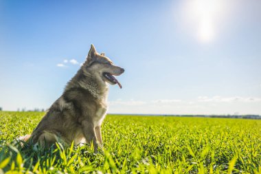 Köpek yaz tarlasında güneşte çimlerin üzerinde. İyi istirahatler. - Evet. Yüksek kalite fotoğraf
