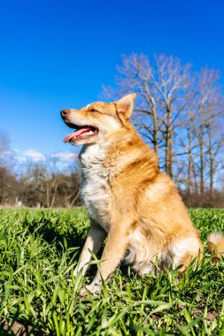 Köpek yaz tarlasında güneşte çimlerin üzerinde. İyi istirahatler. - Evet. Yüksek kalite fotoğraf
