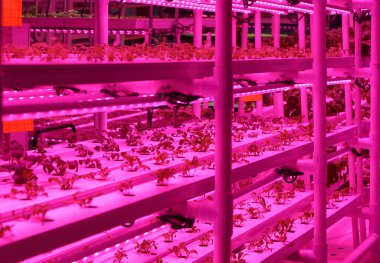 Tarım serası. Hidrofonik büyüme teknolojisi çiftlik bahçesi. Yenilik tarım ve sürdürülebilir tarım kavramı. Yüksek kalite fotoğraf