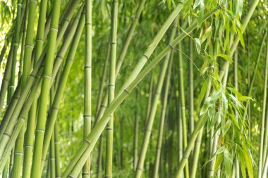 Bambu ormanları. Asya 'da yeşil bambu bitkileri. Yüksek kalite fotoğraf