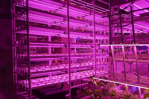 Tarım serası. Hidrofonik büyüme teknolojisi çiftlik bahçesi. Yenilik tarım ve sürdürülebilir tarım kavramı. Yüksek kalite fotoğraf