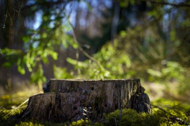 Doğa ormanı arka planında masa tahtası tepiniyor. Ürün sergisi için yer. Yüksek kalite fotoğraf