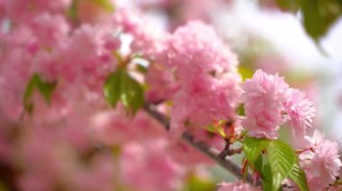Pembe kiraz çiçeği sakura. Ağaçların ve doğanın bahar çiçekleri. Yüksek kaliteli FullHD görüntüler