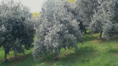 Zeytin ağaçları bahçesi. Zeytin fidanları olan tarım çiftliği. Yüksek kaliteli FullHD görüntüler